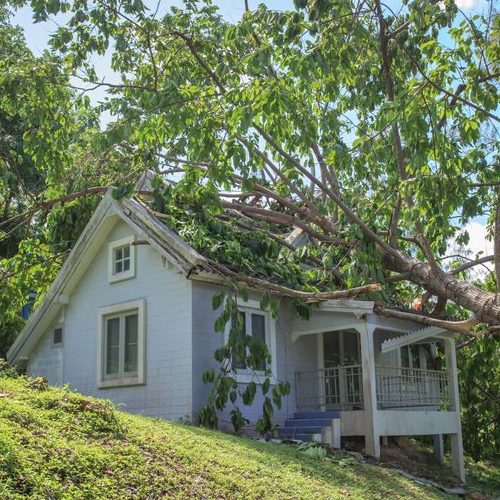Fallen Tree After A Storm on House